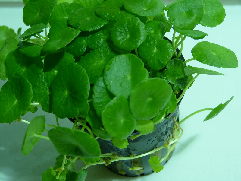超目玉 水草 おまかせ水草ミニポット １０ポットセット 水上葉 無農薬