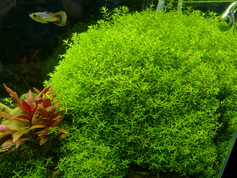 水草 トロピカ社 パールグラス 無農薬 5ポット ペットバルーン ネットショップ