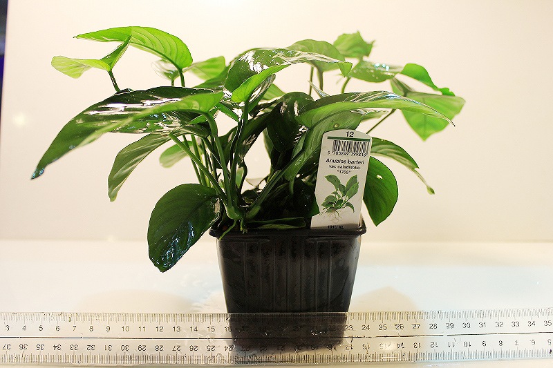 水草 ライフマルチ 茶 １個 ボンサイ アヌビアスナナ
