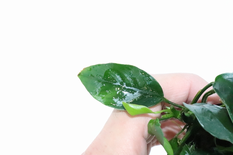 水草】トロピカ社 アヌビアス ナナ(無農薬)【1ポット】(陰性水草