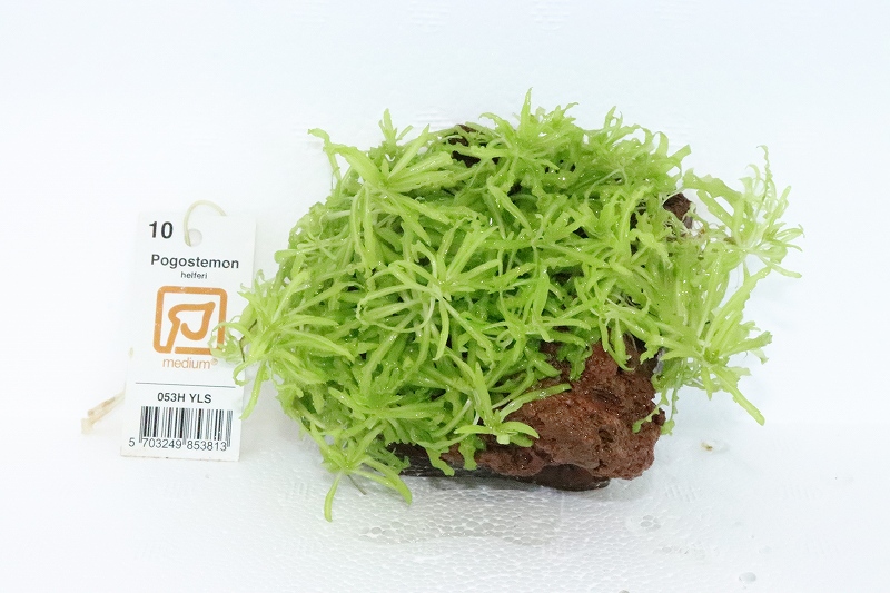 水草 トロピカ社 ポゴステモン ヘルフェリー溶岩石 無農薬 1個 活着 ペットバルーン ネットショップ