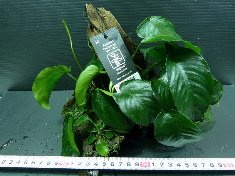 【水草】[お取り寄せ]トロピカ社 アヌビアス・バルテリー付流木 XLサイズ (無農薬)【1個】