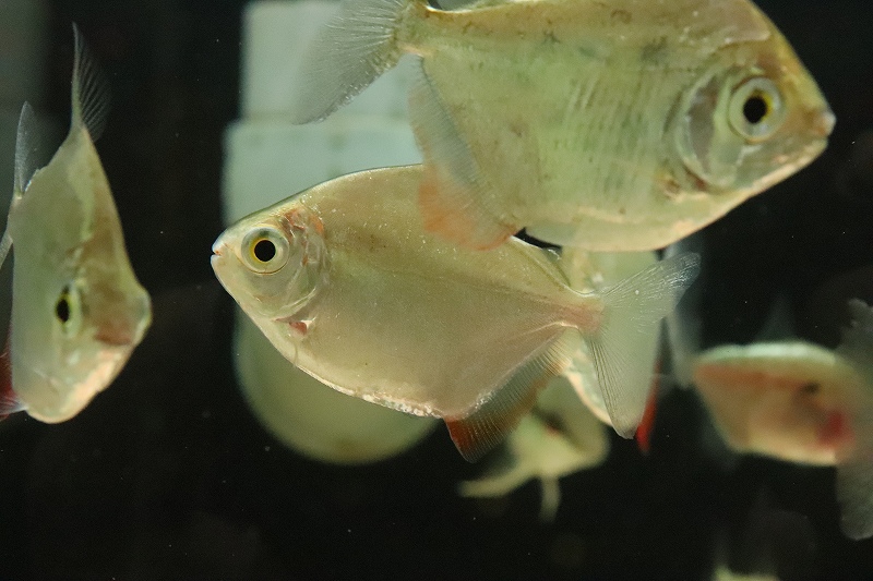 淡水魚 レア種レッドフィンビックアイメチニス リオデミニ産 ワイルド １匹 サンプル画像 6 5cm 大型魚 生体 熱帯魚 Nko ペットバルーン ネットショップ