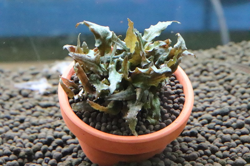 水草 お取り寄せ クリプトコリネ ウェンティトロピカ 国産 1pot ペットバルーン ネットショップ 水草 お取り寄せ クリプトコリネ ウェンティトロピカ 国産 1pot ペットバルーン ネットショップ