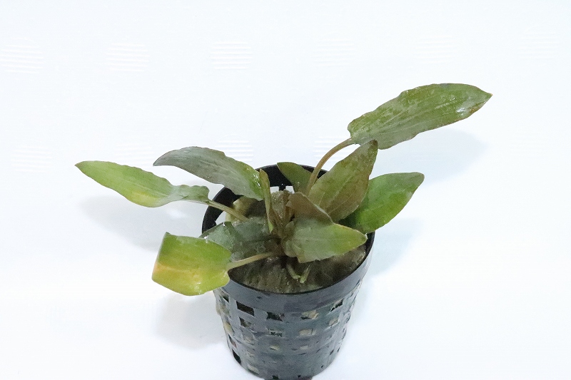 水草 クリプトコリネ ウェンティ コンパクト 輸入品 1ポット 陰性水草 ペットバルーン ネットショップ 水草 クリプトコリネ ウェンティ コンパクト 輸入品 1ポット 陰性水草 ペットバルーン ネットショップ