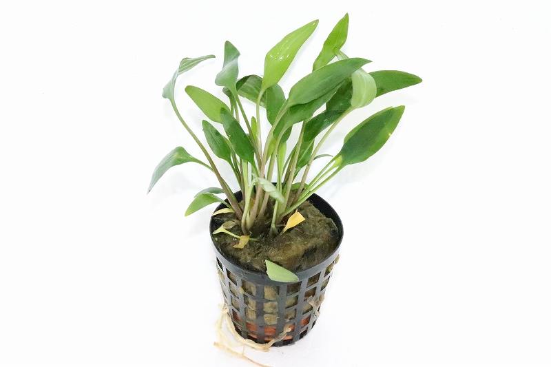 水草 クリプトコリネ ネビリー 輸入品 1ポット 陰性水草 ペットバルーン ネットショップ 水草 クリプトコリネ ネビリー 輸入品 1ポット 陰性水草 ペットバルーン ネットショップ