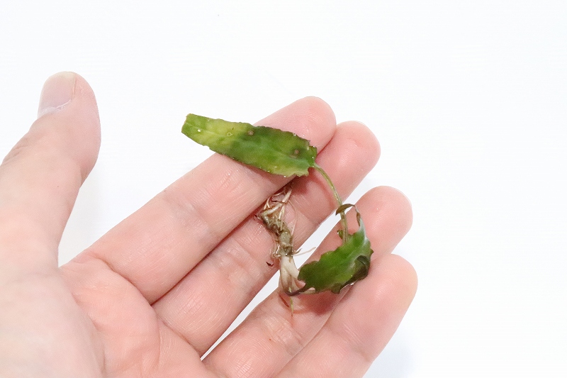 注目の福袋！ 水草】【通販】クリプトコリネ セカダウ グリーン フェルギネア 水草