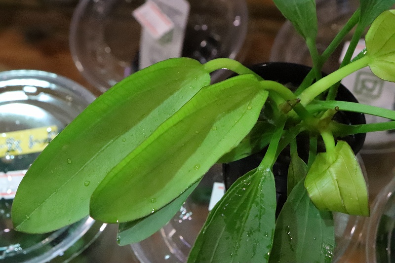 水草】エキノドルス レッドダイヤモンド(輸入品)【1ポット】(後景草) - ペットバルーン ネットショップ