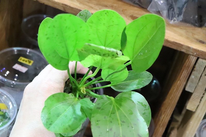 水草】エキノドルス オゼロットグリーン(輸入品)【1ポット】(後景草) - ペットバルーン ネットショップ