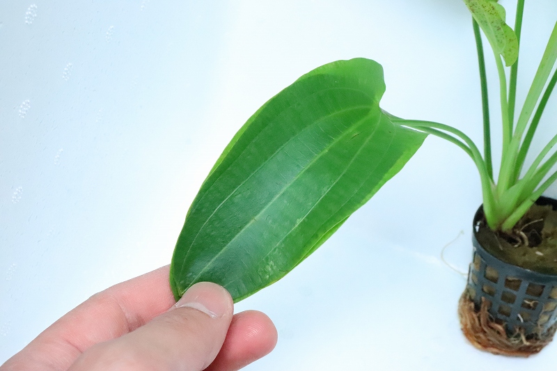 水草】デキノドルス トリカラー(輸入品)【1ポット】(後景草) - ペットバルーン ネットショップ
