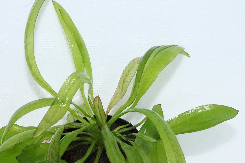 水草】エキノドルス グリーンカメレオン(輸入品)【1ポット】(後景草) - ペットバルーン ネットショップ