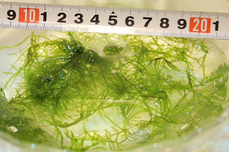 水草 ウィローモス 袋入り 無農薬 5袋 ペットバルーン ネットショップ 水草 ウィローモス 袋入り 無農薬 5袋 ペットバルーン ネットショップ