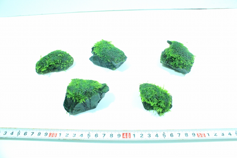 水草 国産 石付南米ウィローモス 無農薬 2個 ペットバルーン ネットショップ
