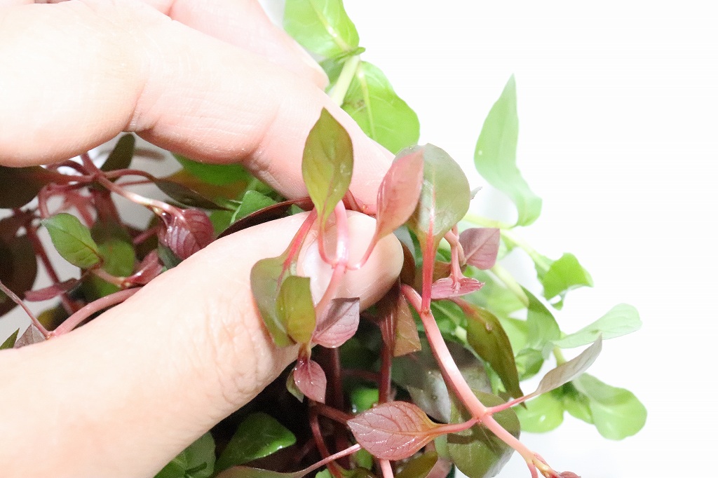 水草 国産 寄せ植え水草 無農薬 1ポット 有茎草 ペットバルーン ネットショップ