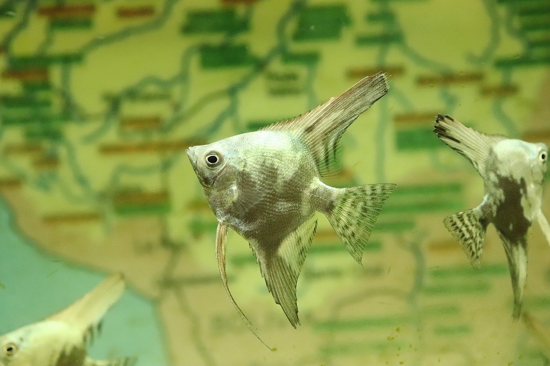 淡水魚】レア種 カリフォルニアグリーンエンゼルフィッシュ【１匹 サンプル画像】(±4-5cm)(エンゼルフィッシュ)(生体)(熱帯魚)NK -  ペットバルーン ネットショップ