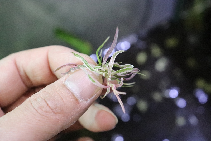 【水草】特価 レア種 ハイグロsp チャイ(無農薬)【1株】