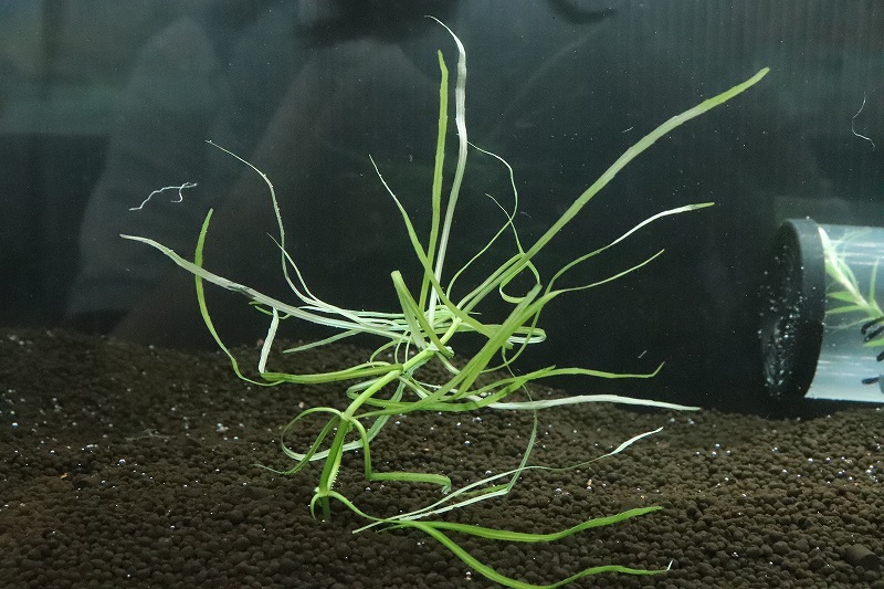 KBO 熱帯魚｜カミハタビジネスオンライン