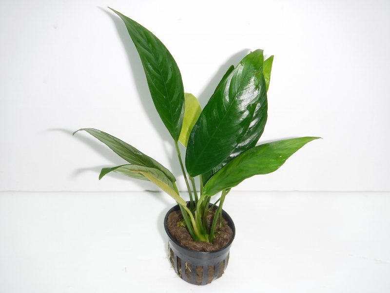 水草 アヌビアス ランケオラータ 輸入品 1ポット ペットバルーン ネットショップ 水草 アヌビアス ランケオラータ 輸入品 1ポット ペットバルーン ネットショップ