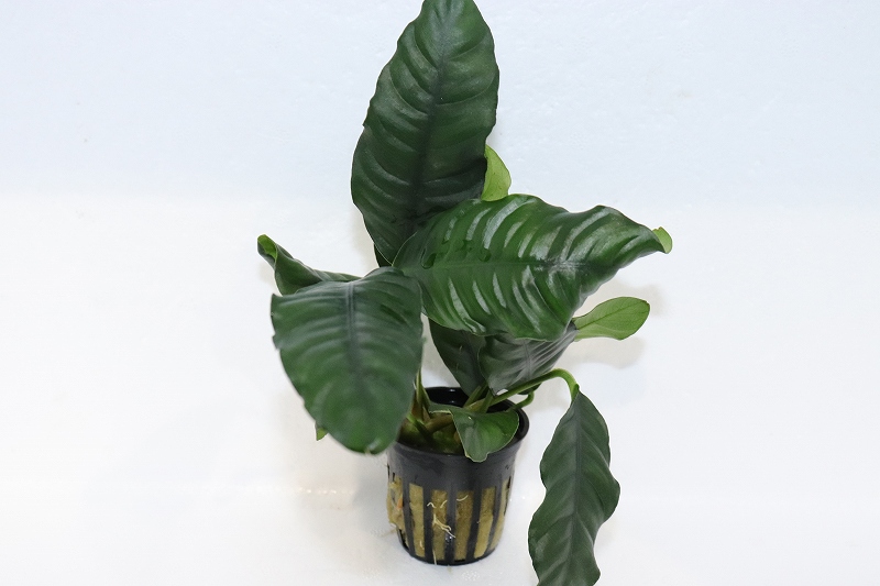 水草 特価 アヌビアス コーヒーフォリア 輸入品 1ポット 陰性水草 ペットバルーン ネットショップ