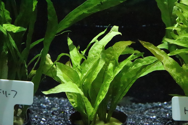 水草 ミクロソリウム ゴールド スパークル １ポット サンプル画像 陰性水草 ペットバルーン ネットショップ