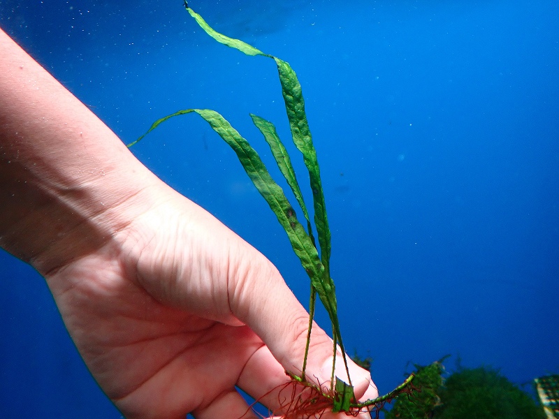 【水草】【通販】激レア 激安 ミクロソリウムナロー 本ナロー【1株 サンプル画像】(陰性水草)