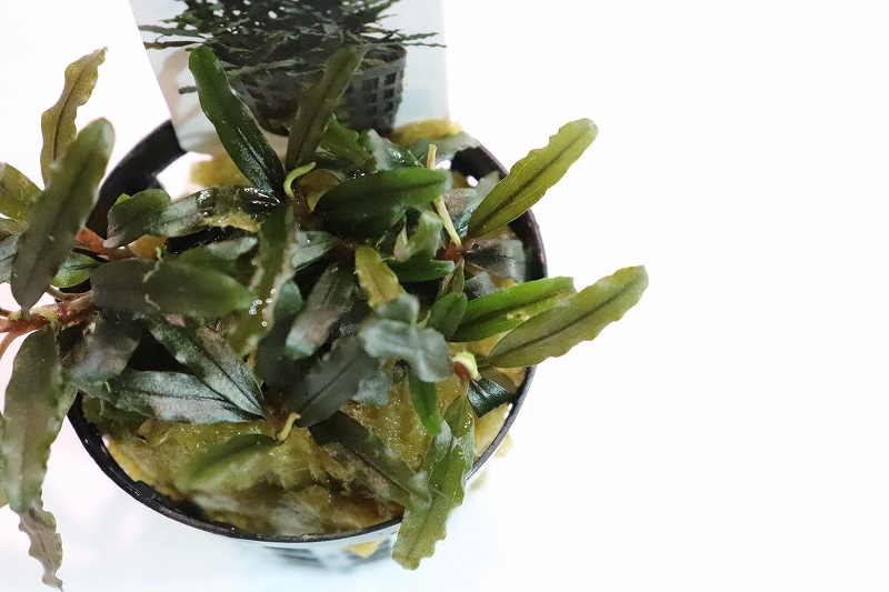 人気No.1 水草】【通販】ブセファランドラ カタリーナ(輸入品)【1ポット 水草
