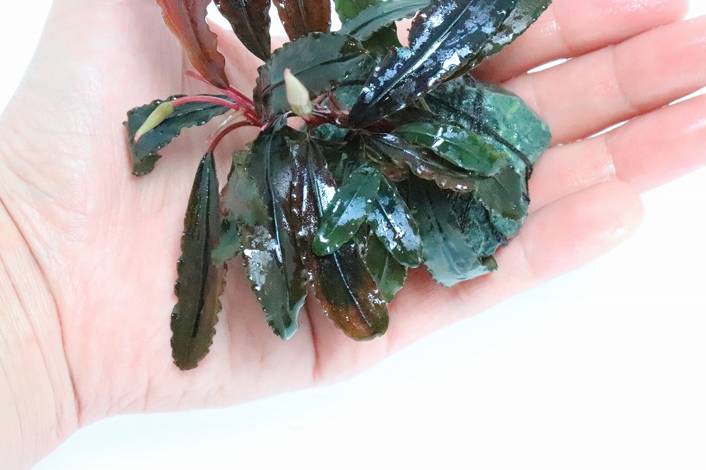水草】【通販】国産 ブセファランドラ クアラクアヤンII 2株石付き (無農薬)【1個】(ブセファランドラ) - ペットバルーン ネットショップ