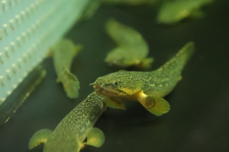 淡水魚】【通販】激安 ギニア便 ポリプテルス ビュティコ