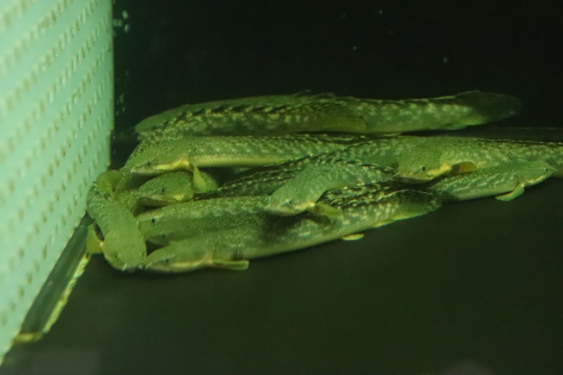 淡水魚】【通販】激安 ギニア便 ポリプテルス ビュティコ