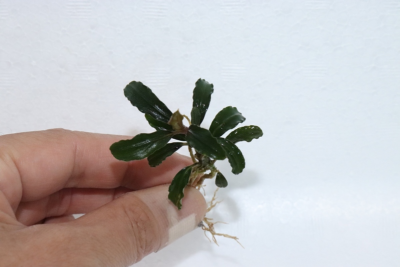 水草】ブセファランドラ sp ブラウニーフェニックスブラウン【1株】(陰性水草) ペットバルーン ネットショップ
