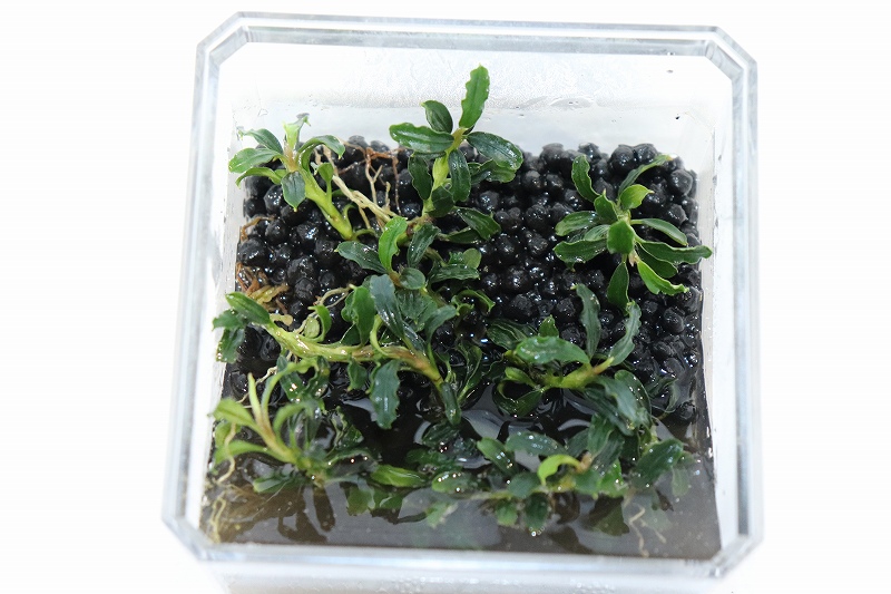 【水草】【通販】ブセファランドラ sp BROWNIE ADINDA(輸入品)【1株】(陰性水草)