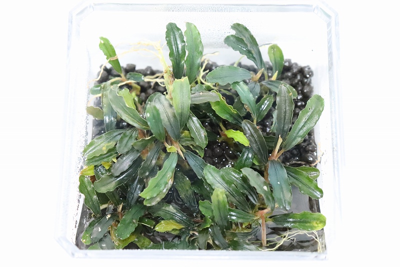 【水草】ブセファランドラ sp クダガン リトルナロー(輸入品)【1(株)】(陰性水草)