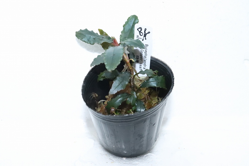 通販 水草】ブセファランドラ sp コッパーリーフ(輸入品)【1ポット