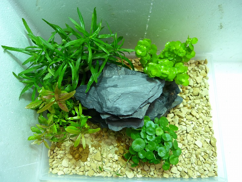 神畑養魚