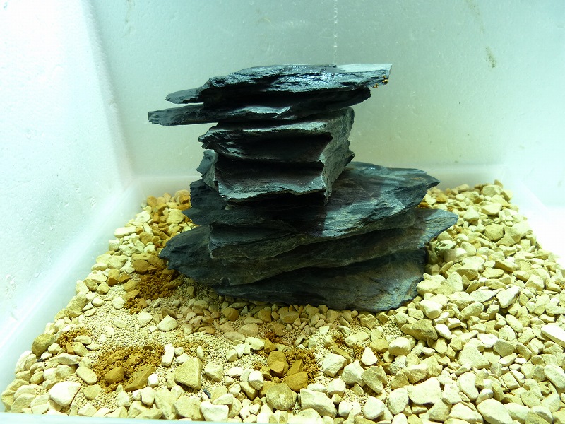 水草 No7 お得水草入門レイアウトセット 30cm 水草 お得水草入門レイアウトセット 60cm ペットバルーン ネットショップ 水草 No7 お得水草入門レイアウトセット 30cm 水草 お得水草入門レイアウトセット 60cm ペットバルーン ネットショップ
