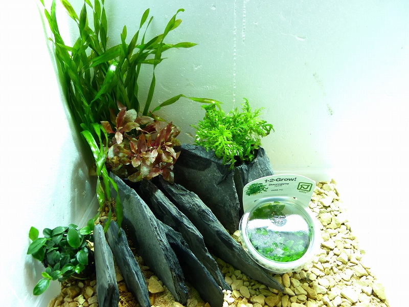 水草 No8 お得水草入門レイアウトセット 30cm 水草 お得水草入門レイアウトセット 60cm ペットバルーン ネットショップ
