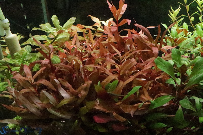 水草 アマニア グラキリス 輸入品 1束 有茎水草 ペットバルーン ネットショップ 水草 アマニア グラキリス 輸入品 1束 有茎水草 ペットバルーン ネットショップ