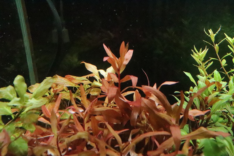 水草 アマニア グラキリス 輸入品 1束 有茎水草 ペットバルーン ネットショップ 水草 アマニア グラキリス 輸入品 1束 有茎水草 ペットバルーン ネットショップ