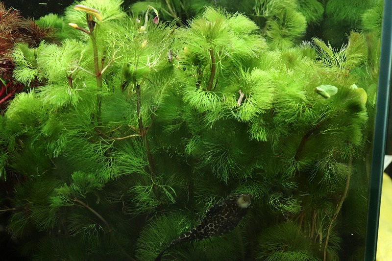 水草 イエローカボンバ 輸入品 1束 有景草 ペットバルーン ネットショップ