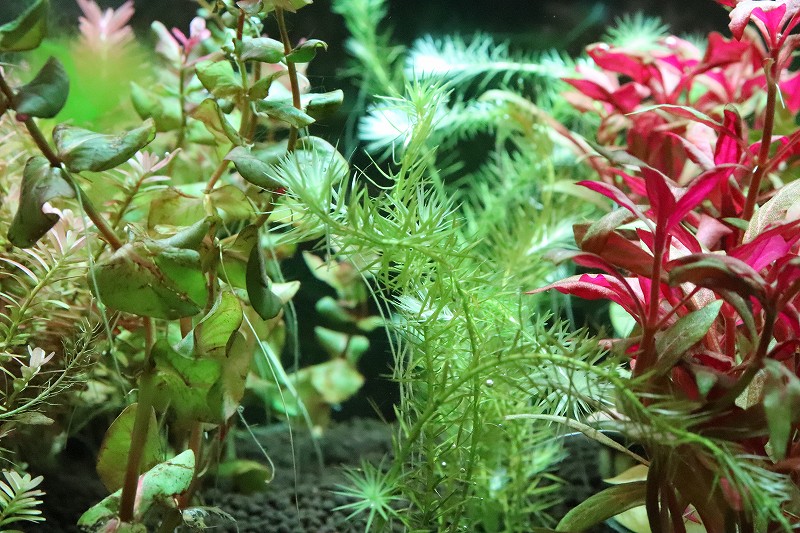 水草 スリランカ便 マヤカ ヴァンデリ 輸入品 1本 有茎草 ペットバルーン ネットショップ