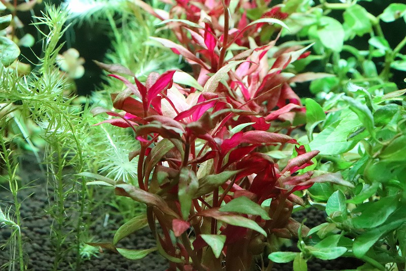 水草 スリランカ便 アルテルナンテラ レインキー Alex 輸入品 1ポット 有茎草 ペットバルーン ネットショップ
