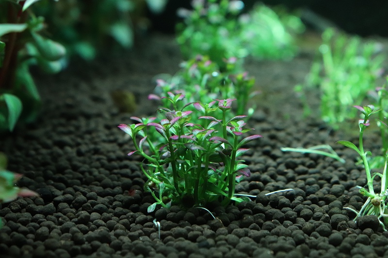 水草】ロタラ フロリダサンセット(無農薬)【１束 サンプル画像】(有茎草) - ペットバルーン ネットショップ