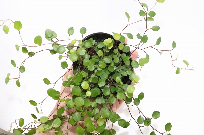 決算セール10 Off対象商品 水草 ワイヤープランツ 1ポット 観葉植物 ペットバルーン ネットショップ 決算セール10 Off対象商品 水草 ワイヤープランツ 1ポット 観葉植物 ペットバルーン ネットショップ
