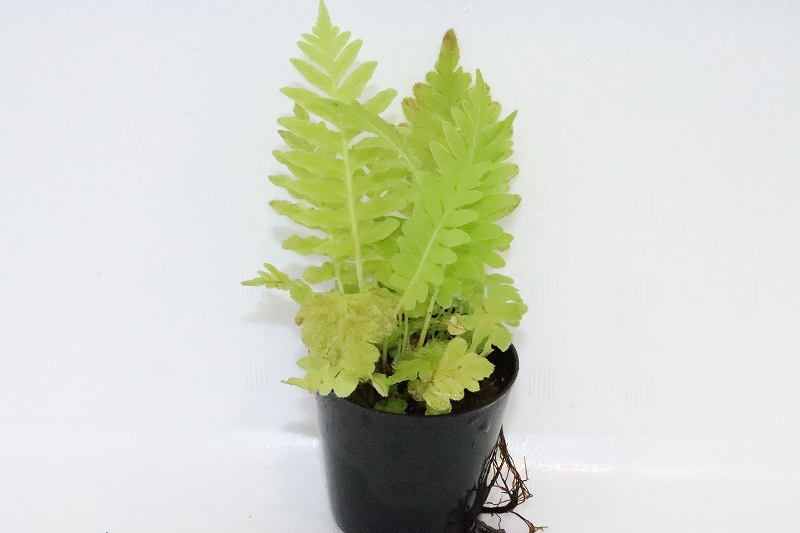 水草】ブレクナム シルバーレディ【1ポット】(観葉植物) - ペット