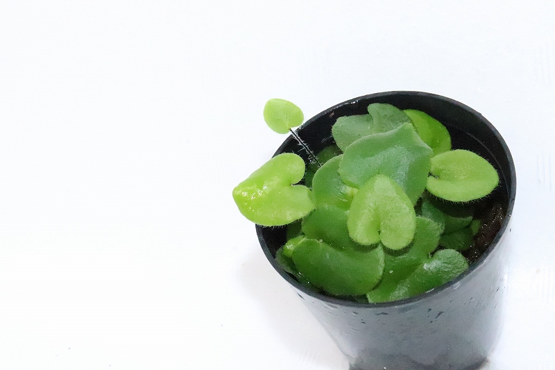 水草 ハートファン 1ポット 観葉植物 ペットバルーン ネットショップ