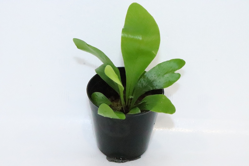 水草 シマオオタニワタリ アビス 1ポット 観葉植物 ペットバルーン ネットショップ