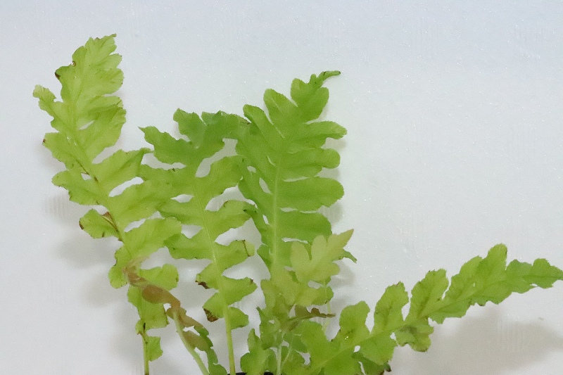 【水草】ブレクナム ブラジリエンセ ボルケーノ【1ポット】(観葉植物)