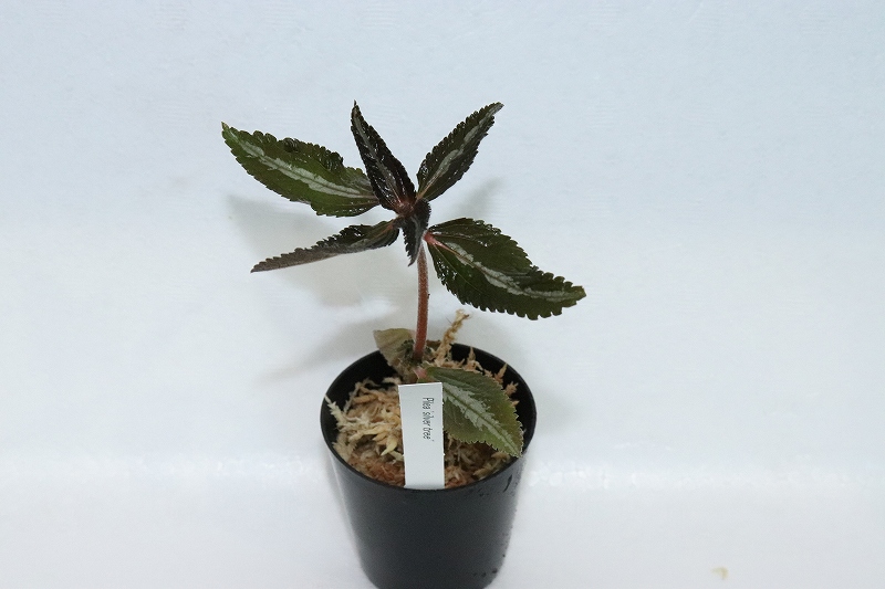 水草 ピレア シルバーツリー 1ポット 観葉植物 ペットバルーン ネットショップ 水草 ピレア シルバーツリー 1ポット 観葉植物 ペットバルーン ネットショップ