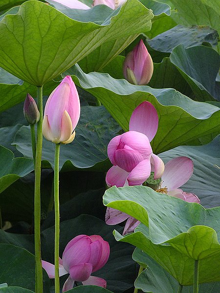 水草 大賀ハス 古代ハス 苗 昔ながらのピンクの花が美しい 大型種 レンコン 蓮苗 1株 ハス スイレン ペットバルーン ネットショップ