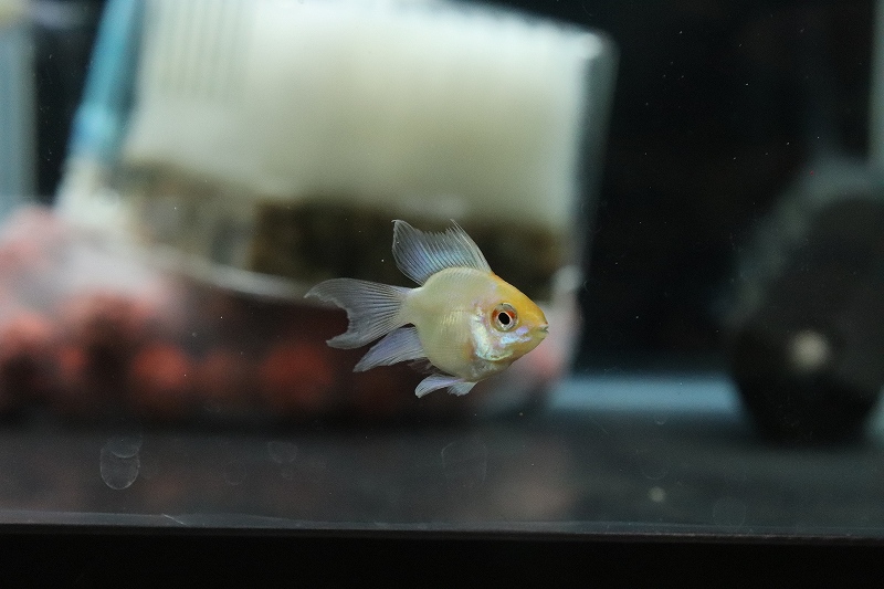淡水魚 レア種 ロングフィン バルーンゴールデンコバルトブルーラミレジィ 1匹 サンプル画像 ラミレジィ 生体 熱帯魚 Nkrm ペットバルーン ネットショップ 淡水魚 レア種 ロングフィン バルーンゴールデンコバルトブルーラミレジィ 1匹 サンプル画像 ラミレジィ 生体 熱帯魚 Nkrm ペットバルーン ネットショップ
